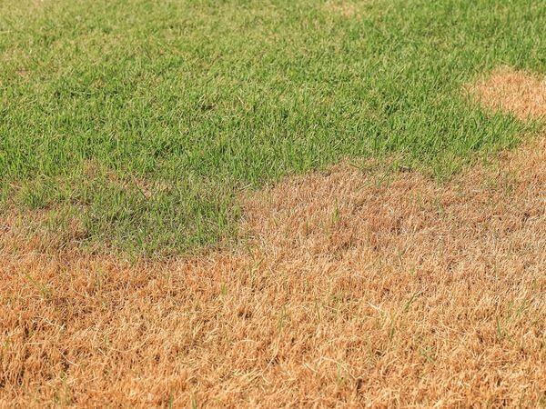 4 Signs You Need To Upgrade Your Lawn Care Blitz1200x900GMB-1