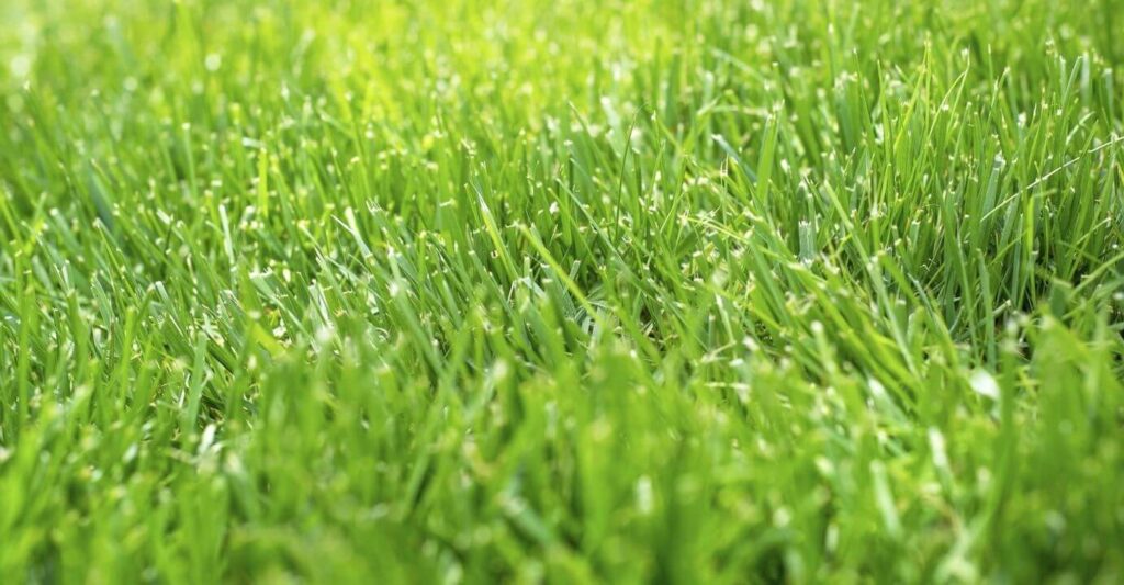 4-maintenance-tips-you-can-do-to-keep-your-lawn-healthy