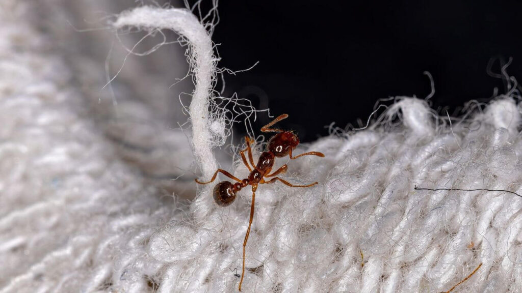 Why You Need Professional Help To Remove Fire Ants-featured