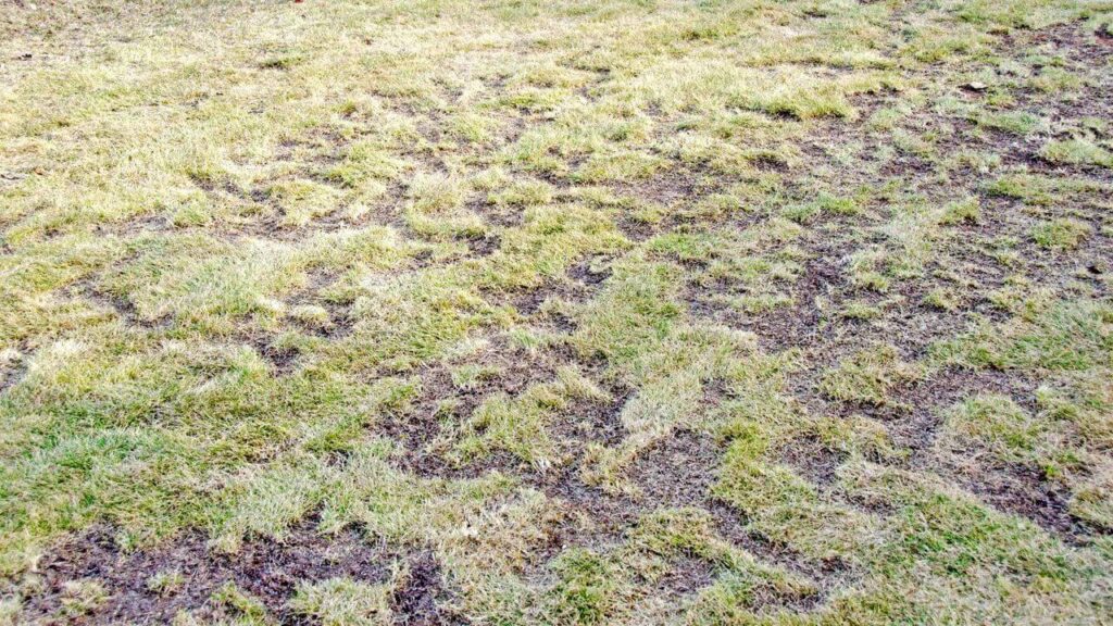 M11079 - Common Signs of Winter Lawn Damage Hero Image